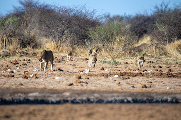 Lion at Etosha National Park, Namibia