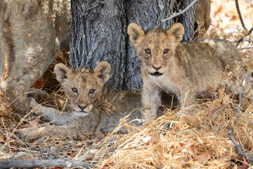 Lion at Etosha National Park, Namibia