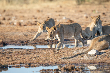 Lion at Etosha National Park, Namibia