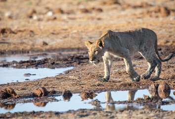 Lion at Etosha National Park, Namibia