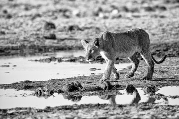 Lion at Etosha National Park, Namibia