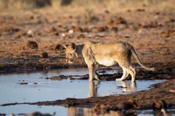 Lion at Etosha National Park, Namibia