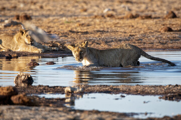 Lion at Etosha National Park, Namibia