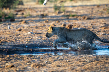 Lion at Etosha National Park, Namibia