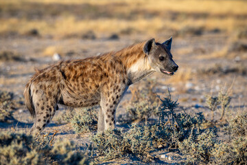 Hyena at Etosha National Park, Namibia