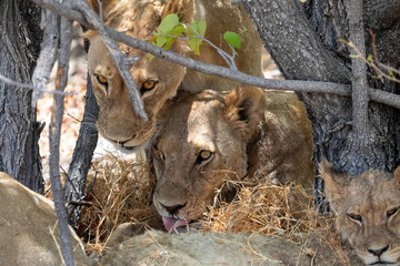 Lion at Etosha National Park, Namibia