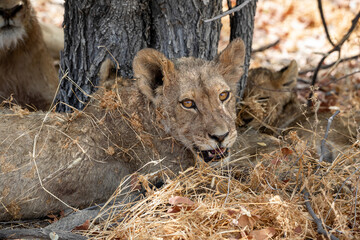 Lion at Etosha National Park, Namibia
