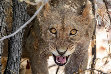 Lion at Etosha National Park, Namibia