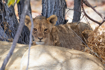 Lion at Etosha National Park, Namibia