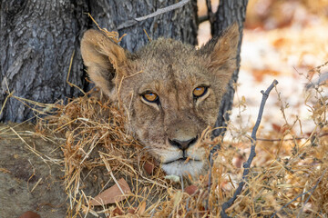 Lion at Etosha National Park, Namibia