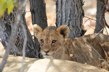 Lion at Etosha National Park, Namibia