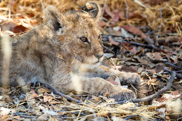 Lion at Etosha National Park, Namibia