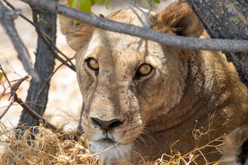 Lion at Etosha National Park, Namibia