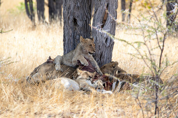 Lion at Etosha National Park, Namibia