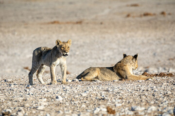 Lion cub at Etosha national Park