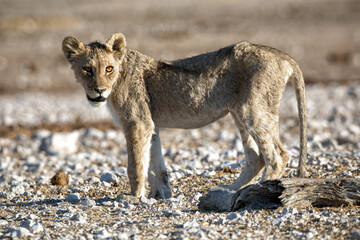 Lion cub at Etosha national Park