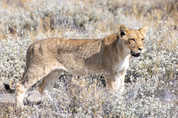 lion in etosha national park