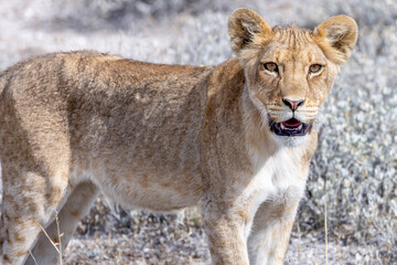 lion in etosha national park