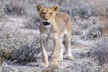 lion in etosha national park