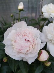 flower, nature, garden