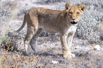 lion in etosha national park