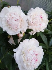 flower, nature, garden