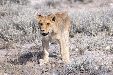 lion in etosha national park