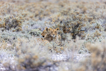 lion in etosha national park