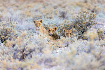 lion in etosha national park