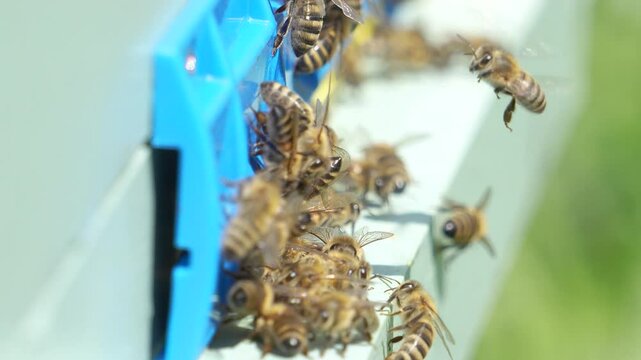 Bees working in an apiary. Beekeeping. The entrance to the hive is nearby, bees work during daylight hours. Slowed 4k video. Side view of bees at the entrance to the hive.