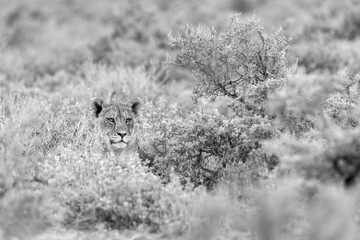 lion in etosha national park