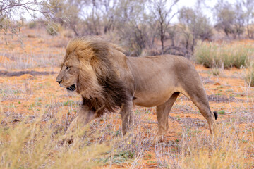 Lion in Kgalagadi National Park