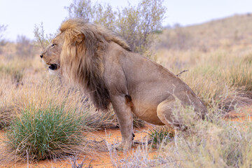 Lion in Kgalagadi National Park