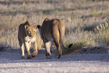 Lioness in Kgalagadi National Park