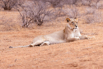 Fototapeta premium lioness in kgalagadi national park
