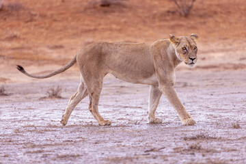 lioness in kgalagadi national park