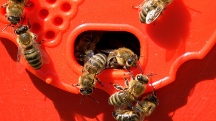 Bees in the apiary. Macro photography of bees working in the apiary - bees at the entrance to the...