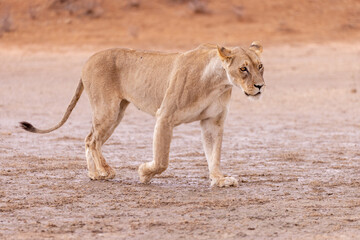 lioness in kgalagadi national park