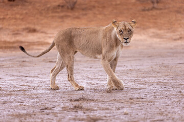 lioness in kgalagadi national park