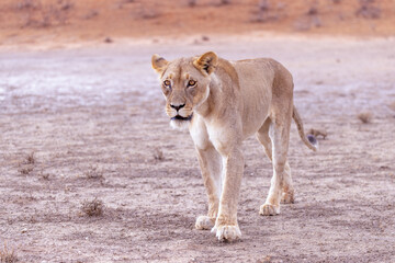 lioness in kgalagadi national park