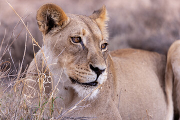 lioness in kgalagadi national park