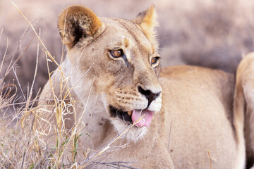 lioness in kgalagadi national park