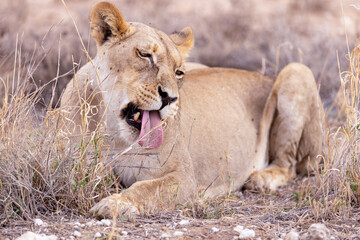 lioness in kgalagadi national park
