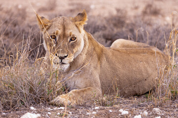 lioness in kgalagadi national park