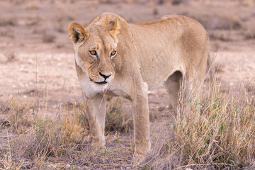 lioness in kgalagadi national park