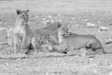 lions in kgalagadi national parks