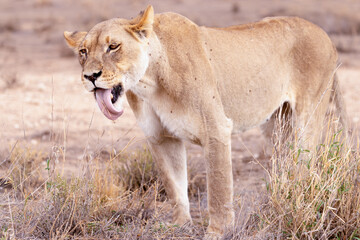 Obraz premium lioness in kgalagadi national park