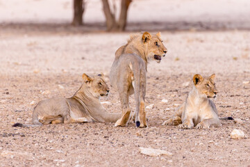 lions in kgalagadi national parks