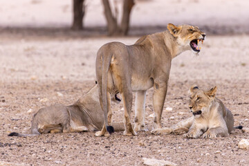 lions in kgalagadi national parks