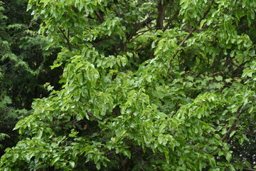 green leaves and rain and raindrops